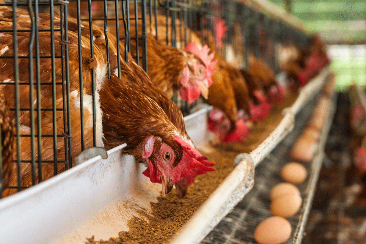 ৭ দফা দাবি না মানলে শনিবার ডিম-মুরগি উৎপাদন বন্ধ থাকবে