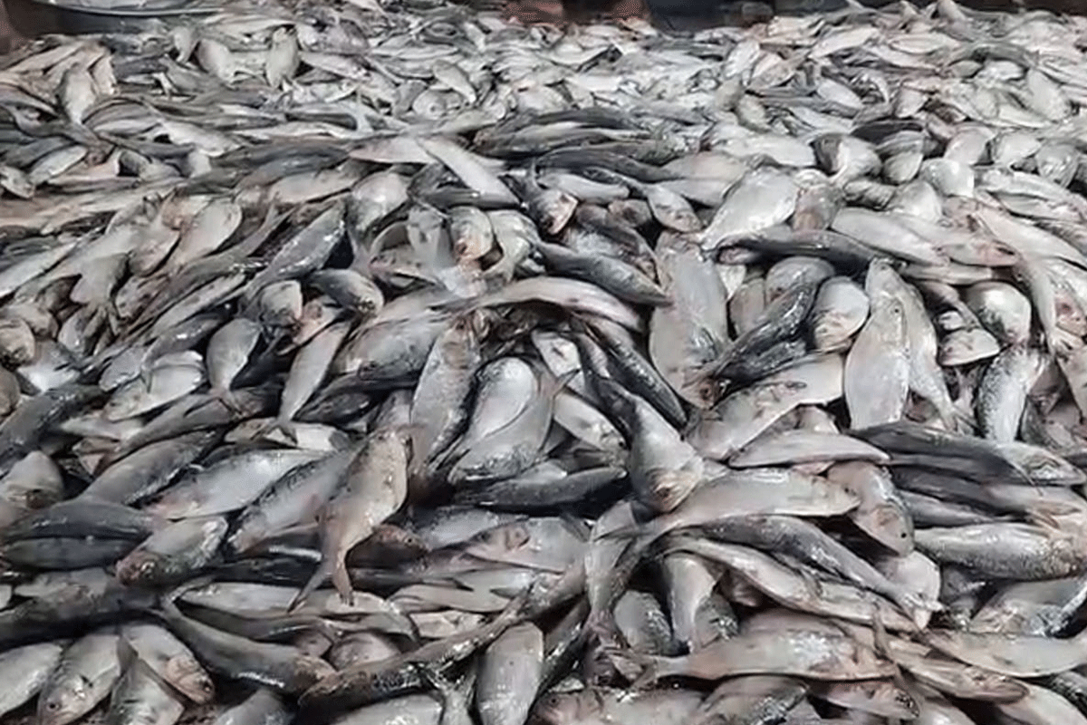 মধ্যরাত থেকে শুরু হচ্ছে জাটকা ইলিশ শিকারে নিষেধাজ্ঞা