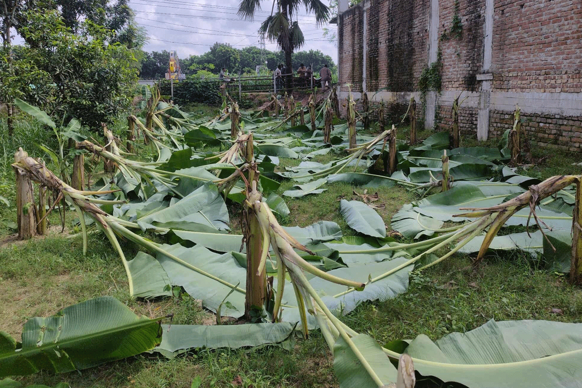 কালুখালীতে কৃষকের কলাগাছ কেটে ফেলেছে দুর্বৃত্তরা