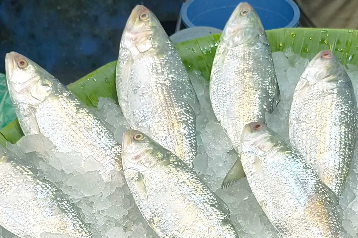 বঙ্গোপসাগরে একটানেই জালে উঠল ১৪০ মণ ইলিশ!