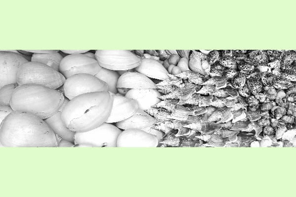 হারিয়ে যাচ্ছে পরিবেশের বন্ধু শামুক-ঝিনুক