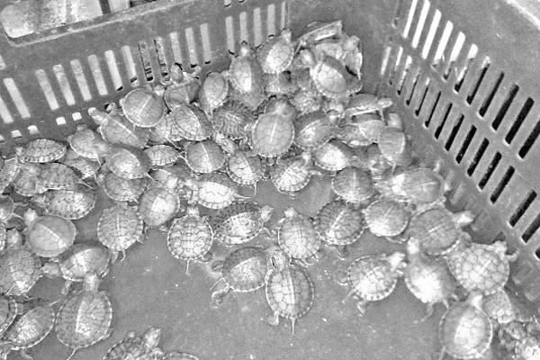 আতঙ্ক এবার ‘রেড ইয়ার্ড স্লাইডার’