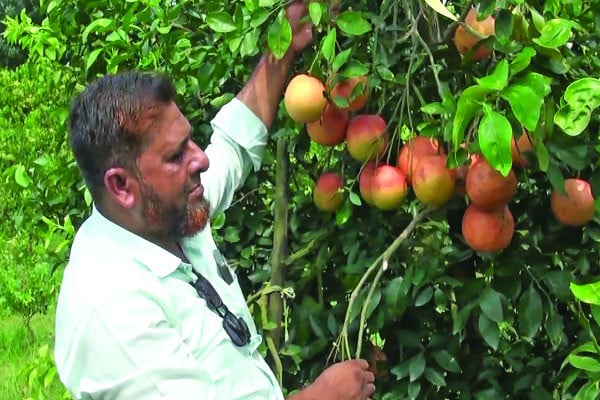আফ্রিকান স্টার রুবি চাষ করে বাজিমাত