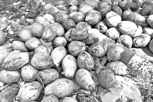 নারকেল উৎপাদনে ধস, বন্ধ ৯৯ মিল