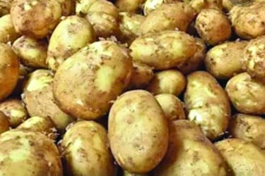 প্রতি কেজি আলু উৎপাদনে কৃষকের ক্ষতি ২০ টাকা