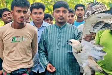 ঝিনাইদহে জালে আটকে পড়া দুটি ঈগল উদ্ধার ও অবমুক্ত