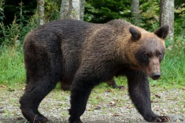 ভালুক সামলাতে শিকারি নিয়োগ দেবে জাপান