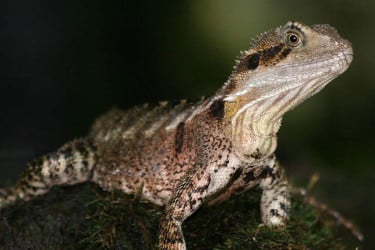 উষ্ণায়নে কোণঠাসা মাউন্টেন ড্রাগন