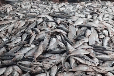 মধ্যরাত থেকে শুরু হচ্ছে জাটকা ইলিশ শিকারে নিষেধাজ্ঞা