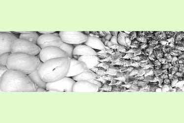 হারিয়ে যাচ্ছে পরিবেশের বন্ধু শামুক-ঝিনুক