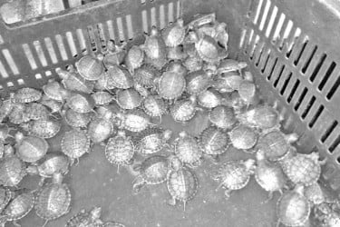 আতঙ্ক এবার ‘রেড ইয়ার্ড স্লাইডার’