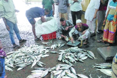 ইলিশের দাম আকাশছোঁয়া