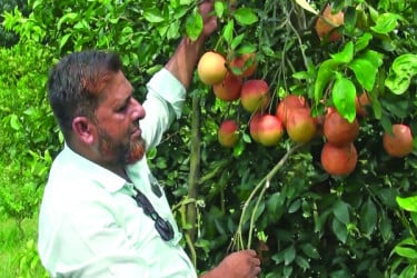 আফ্রিকান স্টার রুবি চাষ করে বাজিমাত