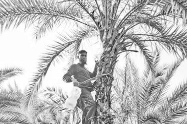 খেজুর রস সংগ্রহের প্রস্তুতি ব্যস্ত গাছিরা