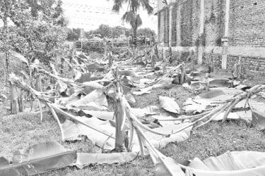 কৃষকের শতাধিক গাছ কেটে ফেলল দুর্বৃত্তরা