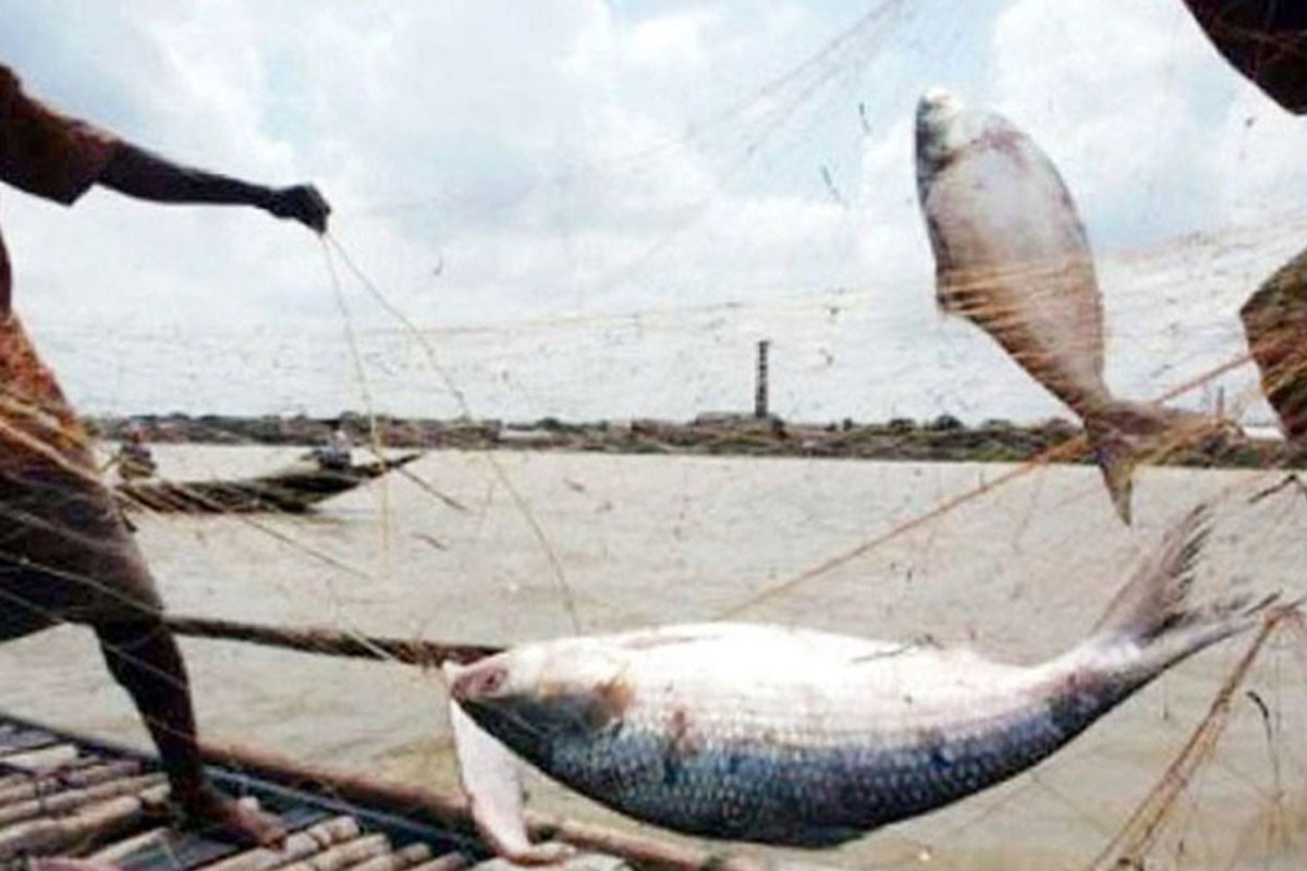 আজ থেকে জাটকা শিকারে নিষেধাজ্ঞা শুরু