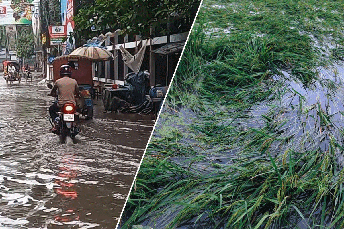 রাতভর বৃষ্টিতে ডুবল চাঁপাইনবাবগঞ্জ শহর, তলিয়ে গেছে ধানক্ষেত