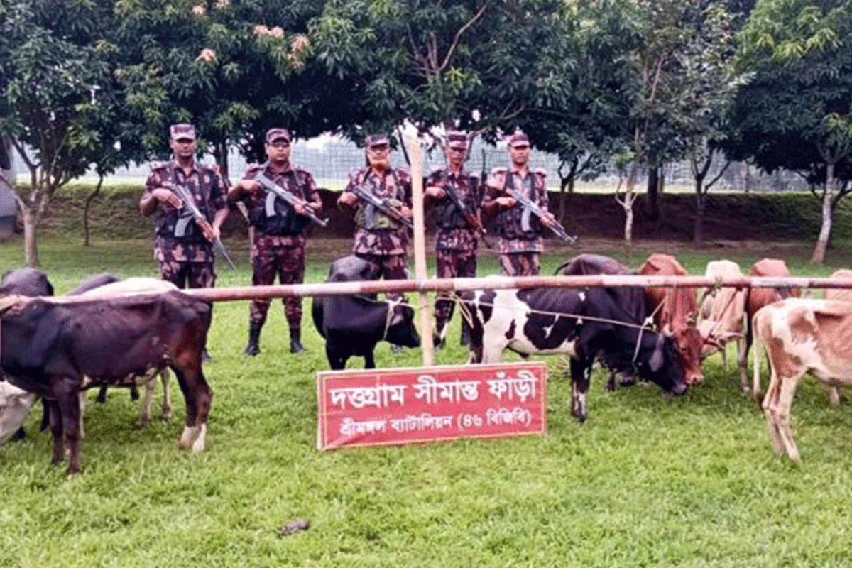 কুলাউড়ায় ১৩ ভারতীয় গরু আটক করলো বিজিবি