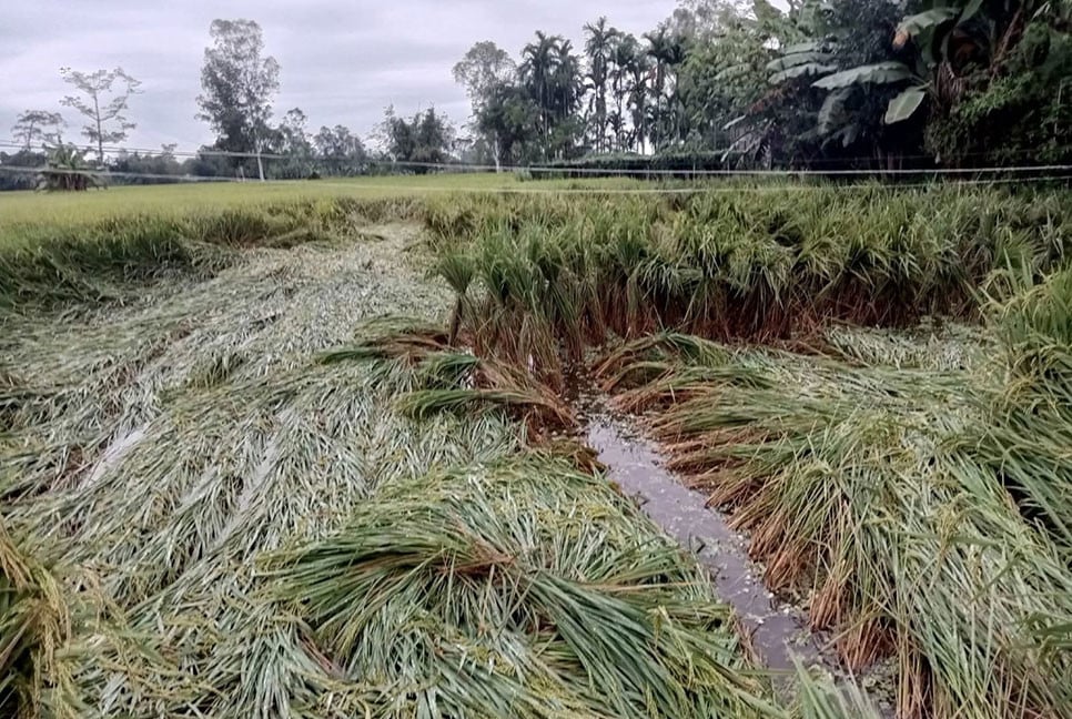 নীলফামারীতে টানা বৃষ্টিতে সবজি ও ফসলের ক্ষতি