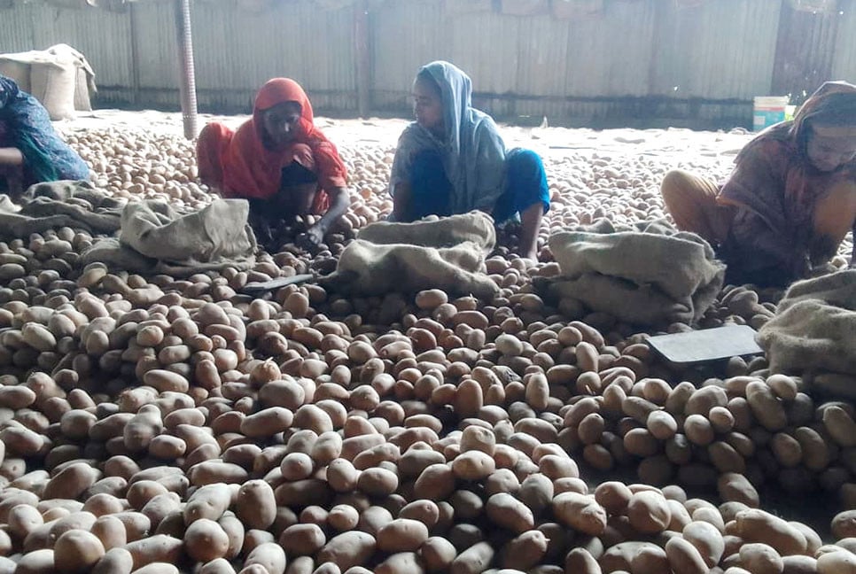 বগুড়ায় আলু নিয়ে বিপাকে কৃষক