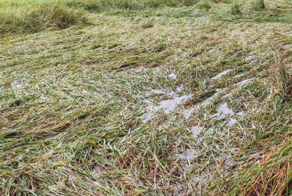 বগুড়ায় পানিতে হাবুডুবু খাচ্ছে কৃষকের স্বপ্ন