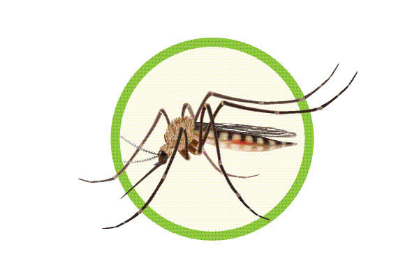 ডেঙ্গু আক্রান্ত হয়ে হাসপাতালে ভর্তি ৭০ হাজার ছাড়াল