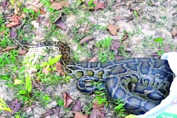 গাছের ওপর ১২ ফুট লম্বা অজগর