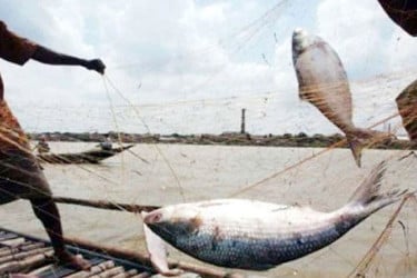 জাটকা শিকারে নিষেধাজ্ঞা আজ থেকে শুরু