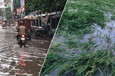 রাতভর বৃষ্টিতে ডুবল চাঁপাইনবাবগঞ্জ শহর, তলিয়ে গেছে ধানক্ষেত