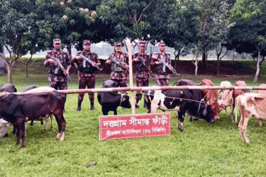 কুলাউড়ায় ১৩ ভারতীয় গরু আটক করলো বিজিবি