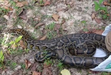 কুমিল্লায় ১২ ফুট লম্বা অজগর উদ্ধার