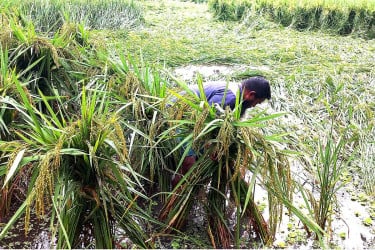 বৈরি আবহাওয়ায় আমন ধানের ব্যাপক ক্ষতি