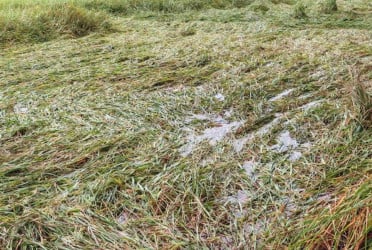 বগুড়ায় পানিতে হাবুডুবু খাচ্ছে কৃষকের স্বপ্ন