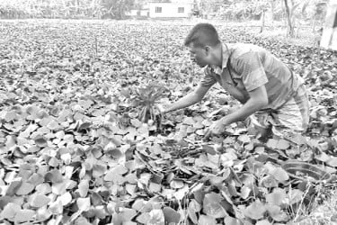 জলাবদ্ধ জমিতে পানিফল চাষ