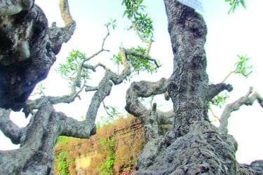 আড়াই শ বছরের কাঠগোলাপ গাছ