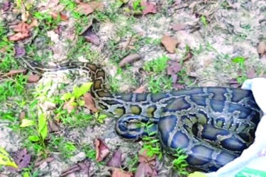 গাছের ওপর ১২ ফুট লম্বা অজগর