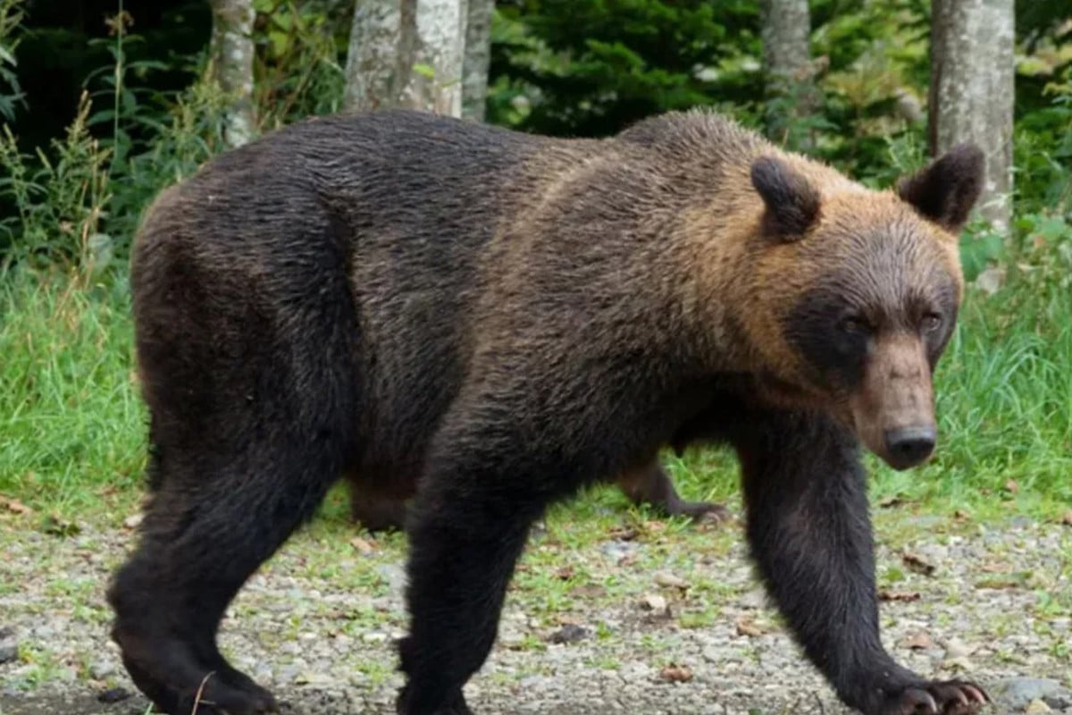 জাপানে ভালুকের আক্রমণ ঠেকাতে মাঠে নামছে সেনাবাহিনী
