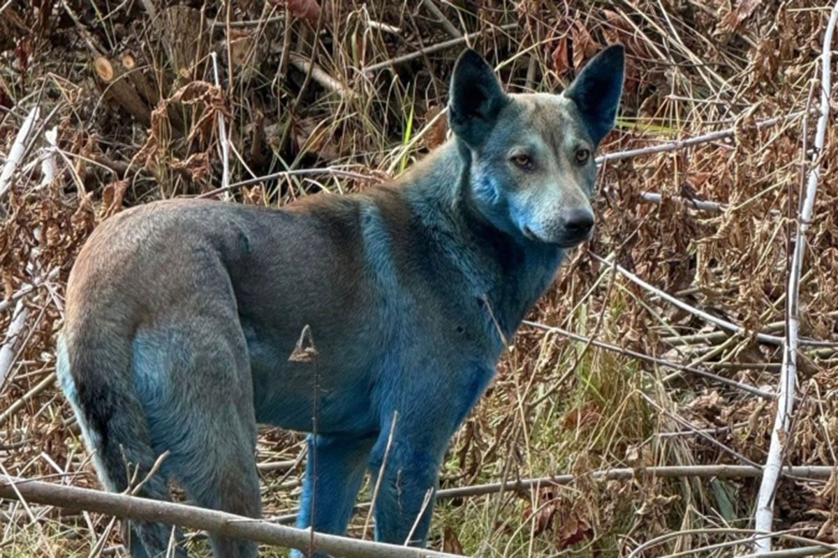 নীল রঙের কুকুর! বিজ্ঞানীরাও হতবাক