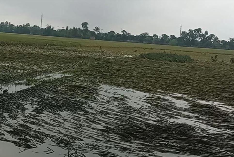 বৃষ্টিতে চাঁপাইনবাবগঞ্জে সাড়ে ৪ হাজার হেক্টর জমির ফসল ক্ষতিগ্রস্ত