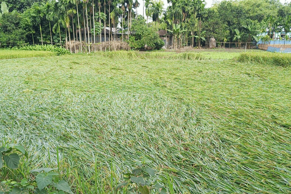 বৃষ্টি আর বাতাসে নুয়ে পড়েছে ধানক্ষেত, দুশ্চিন্তায় কৃষকরা