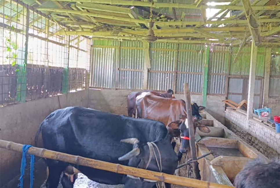 কুমিল্লায় বন্দুক ঠেকিয়ে এতিমখানার ১২ গরু লুট