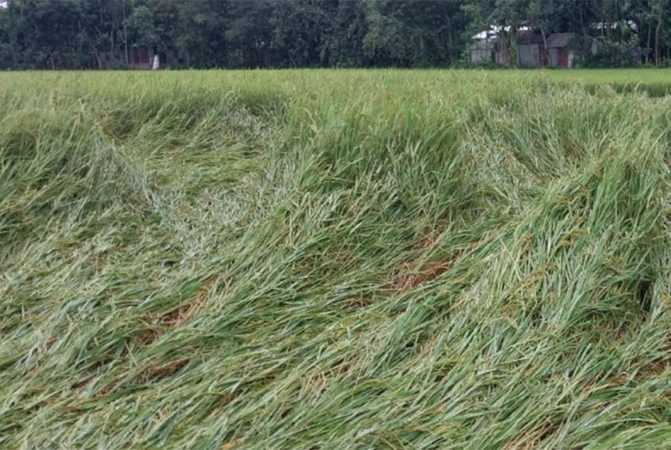 কুড়িগ্রামে টানা বৃষ্টিতে নুয়ে পড়েছে আমন ধান