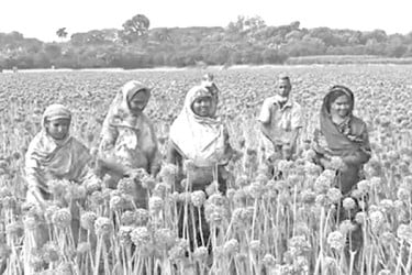 ‘কালো সোনা’য় চওড়া হাসি