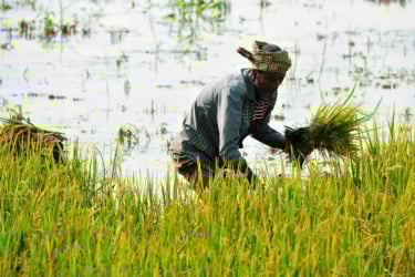 টানা বৃষ্টির সতর্কবার্তা, নভেম্বরে এই বৃষ্টি ফসলের জন্য কতটা ক্ষতির?