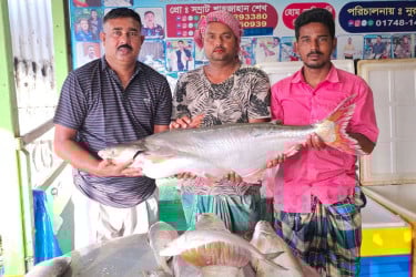 পদ্মা নদীর এক পাঙাশ বিক্রি হলো ৬৭ হাজার টাকায়