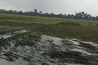 বৃষ্টিতে চাঁপাইনবাবগঞ্জে সাড়ে ৪ হাজার হেক্টর জমির ফসল ক্ষতিগ্রস্ত