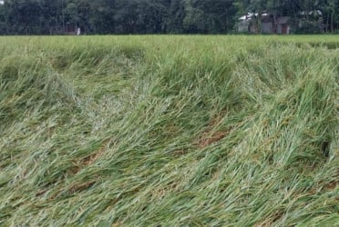 কুড়িগ্রামে টানা বৃষ্টিতে নুয়ে পড়েছে আমন ধান