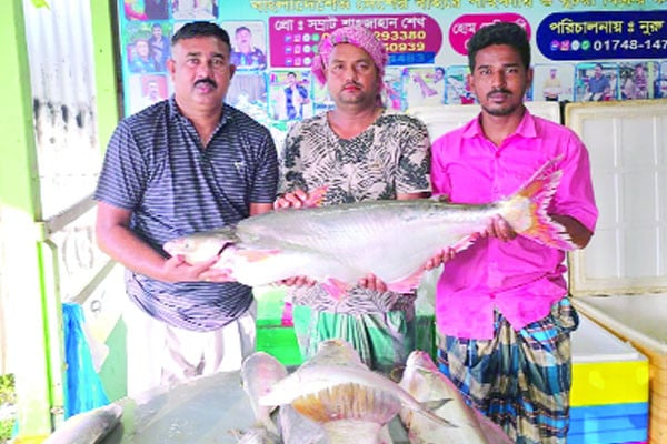 পদ্মার এক পাঙাশের দাম ৬৭ হাজার টাকা