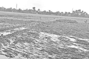 ন্যুয়ে পড়েছে পাকা ধান দুশ্চিন্তায় কৃষক