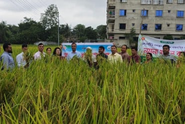 খাগড়াছড়ির পাহাড়ে আমন ধান কাটা শুরু